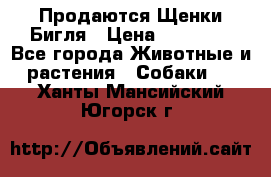 Продаются Щенки Бигля › Цена ­ 35 000 - Все города Животные и растения » Собаки   . Ханты-Мансийский,Югорск г.